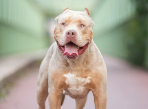 Mann-in-eigener-Wohnung-von-seinen-Hunden-zerfleischt-Trag-die-ersch-ttert-alle