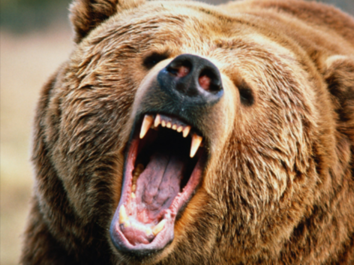 Killer-Bär in Bayern! Nach tödlicher Bärenattacke in Italien - Angst in Bayern wächst!