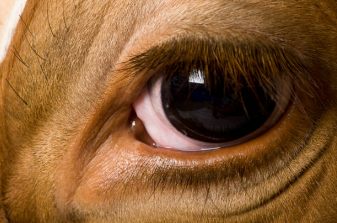 Autos mit 50 Tieraugen beworfen! Ekelhafte Protestaktion empört Bürger