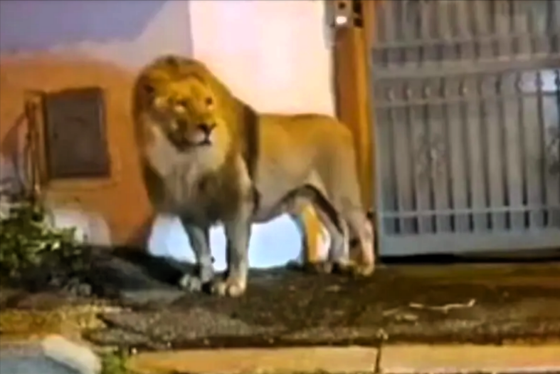 Video: Löwe aus Zirkus ausgebrochen! Stadt in Angst - Raubtier läuft frei durch europäische Stadt!