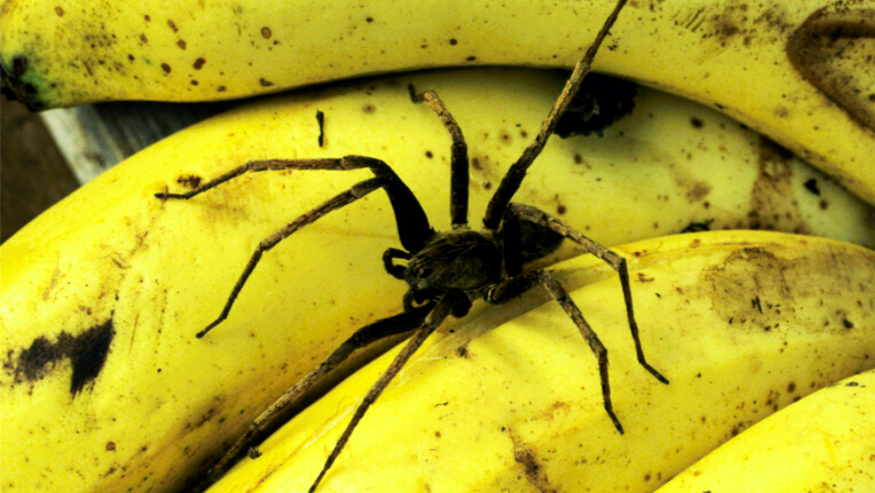 Panik im Lidl-Markt! Gefährliche Spinne in Bananenkiste entdeckt - Polizei und Feuerwehr rücken aus!