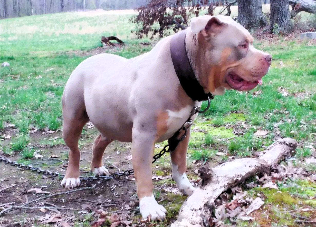 Junger Mann von eigenem Hund attackiert und totgebissen - hier die Hintergründe!