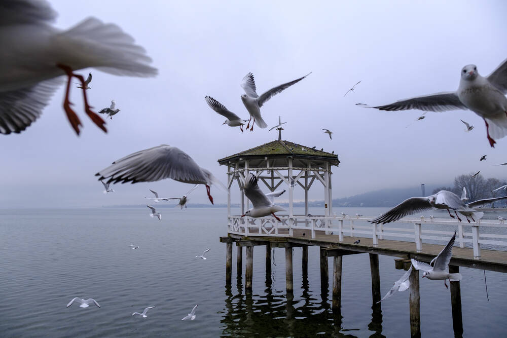 2 Leichen treiben im Bodensee! Paddler machen schreckliche Entdeckung im Bodensee