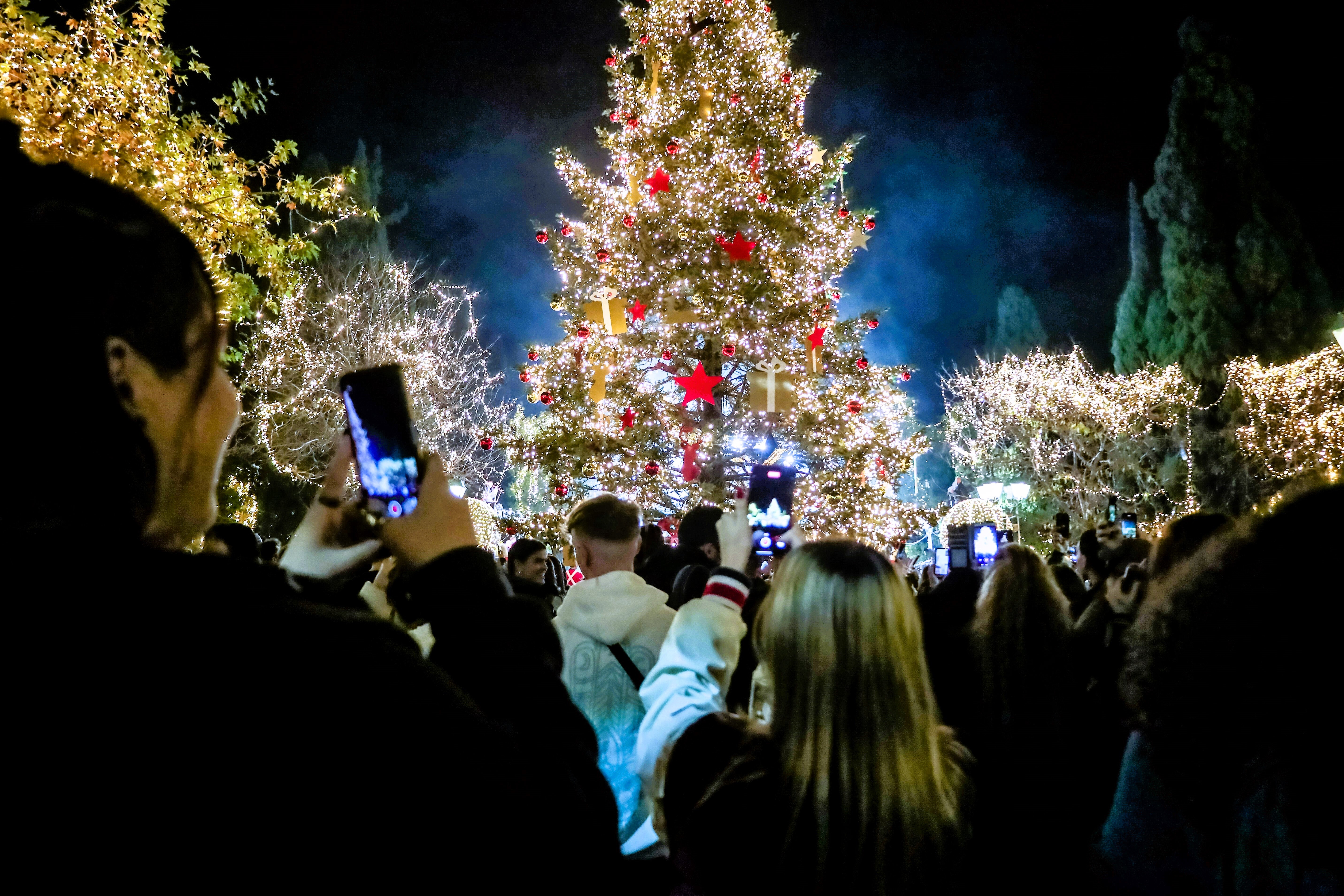 Preis-Schock am Weihnachtsfest - Tannenbäume in diesem Jahr so teuer wie noch nie!